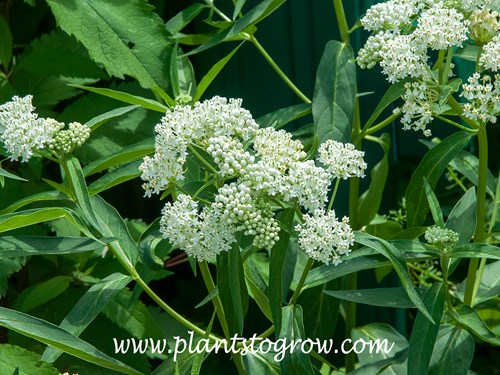 Ice Ballet Swamp Milkweed (Asclepias incarnata)
Nice crisp white flowers with dark green foliage.